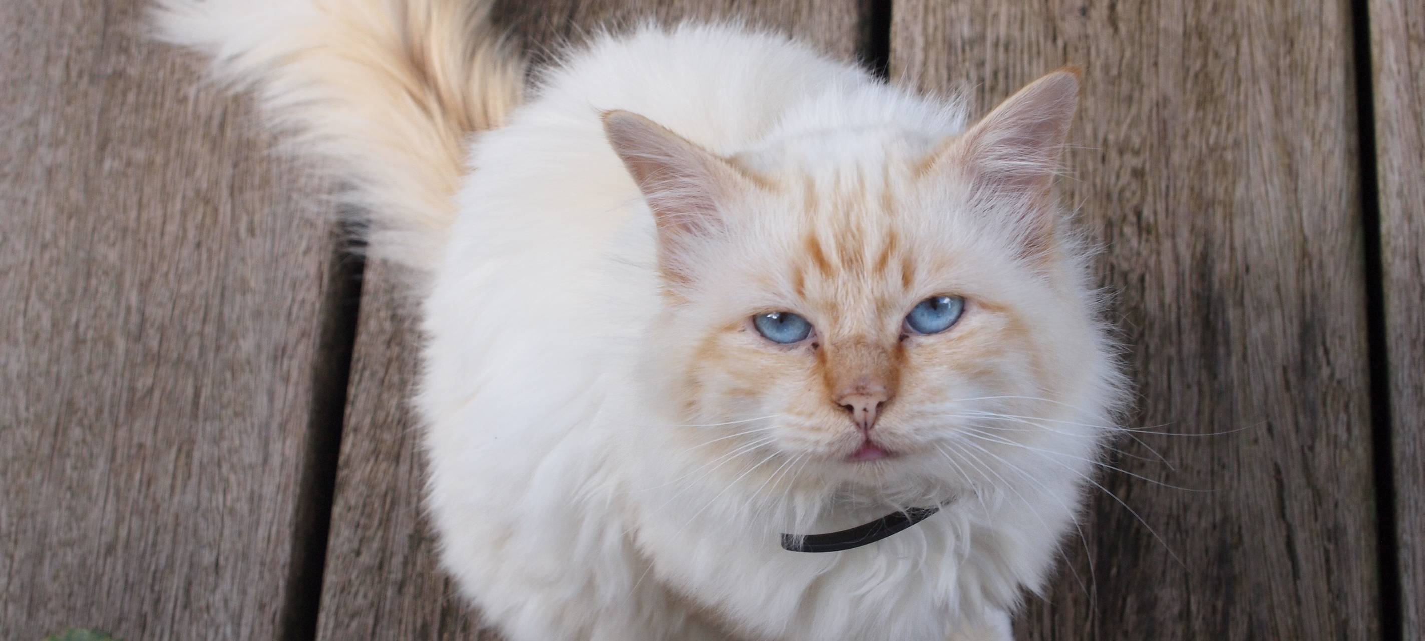 Überlegungen zu streunenden Katzen im Rhein-Kreis Neuss