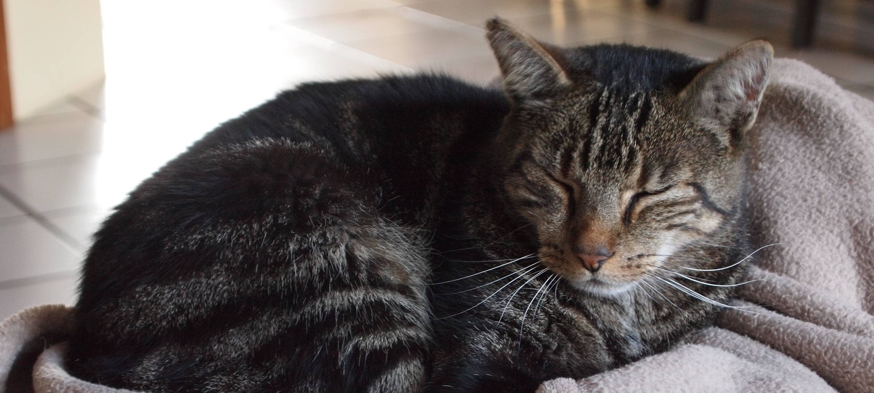 Kreisveterinäramt: Tiere sind kein Weihnachtsgeschenk