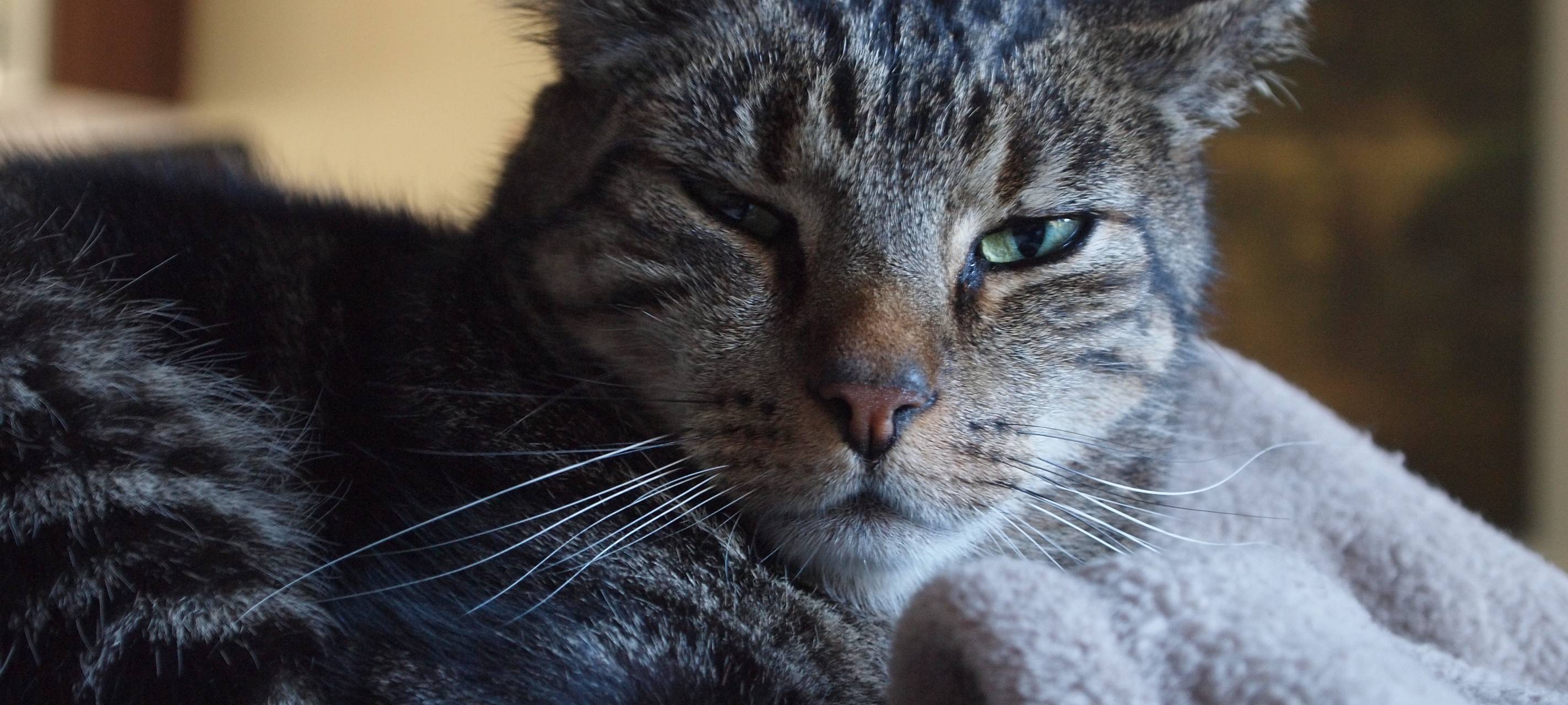 Rhein-Kreis Neuss: Neue Regelungen für Besitzer von Freigängerkatzen