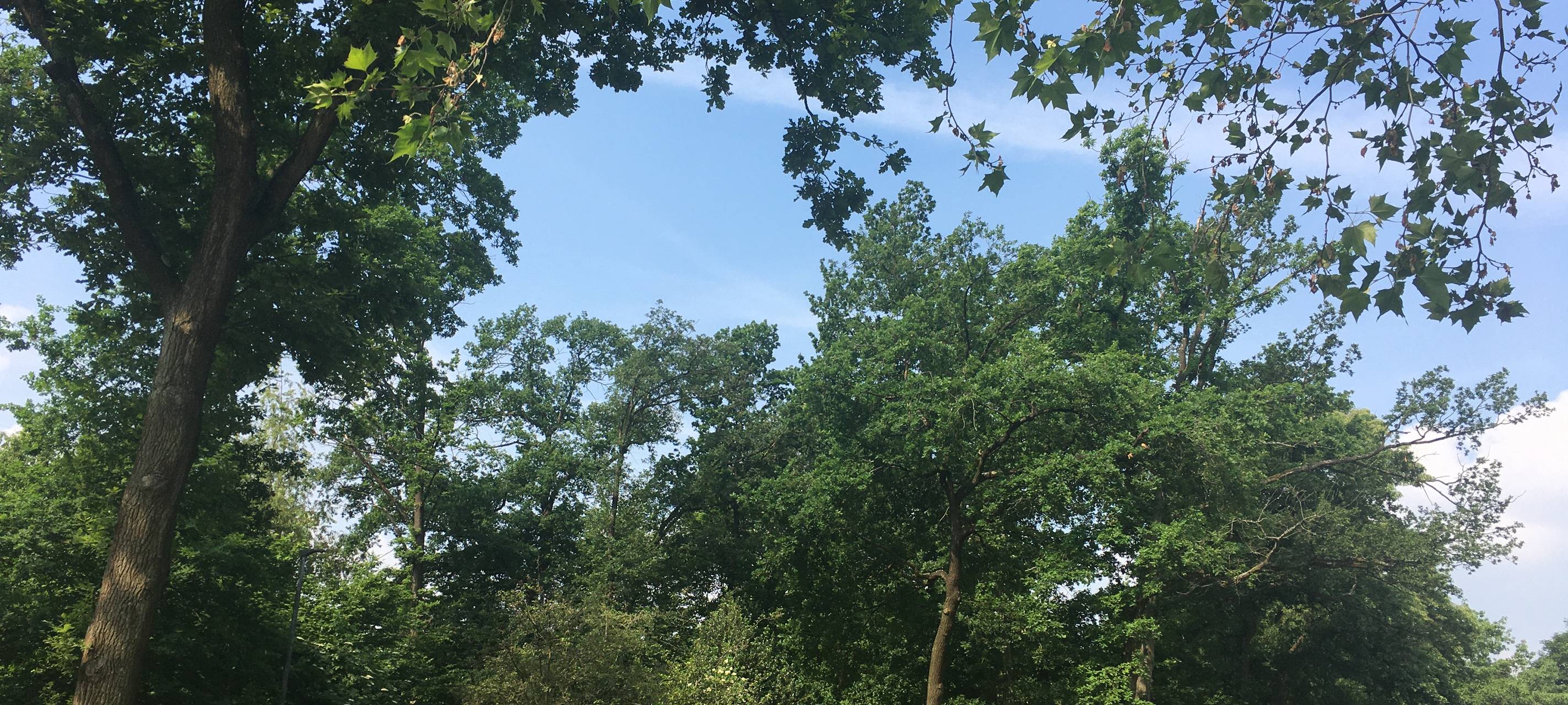 Brand in Zonser Heide rechtzeitig gelöscht