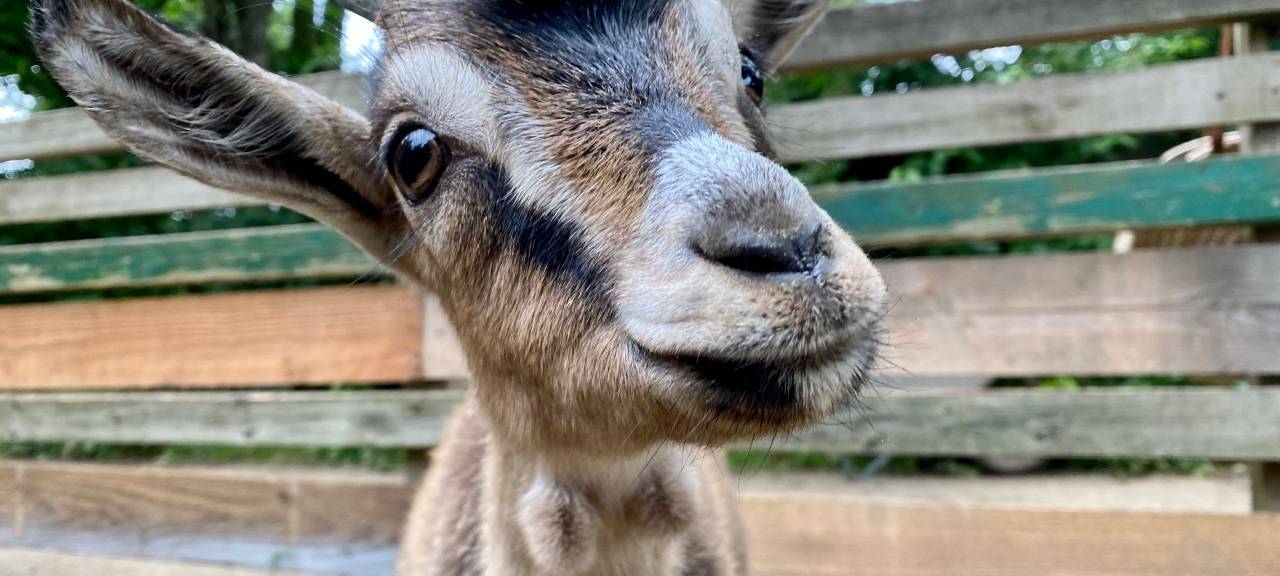 Meerbuscher Arche Noah bringt Landestverdienstorden