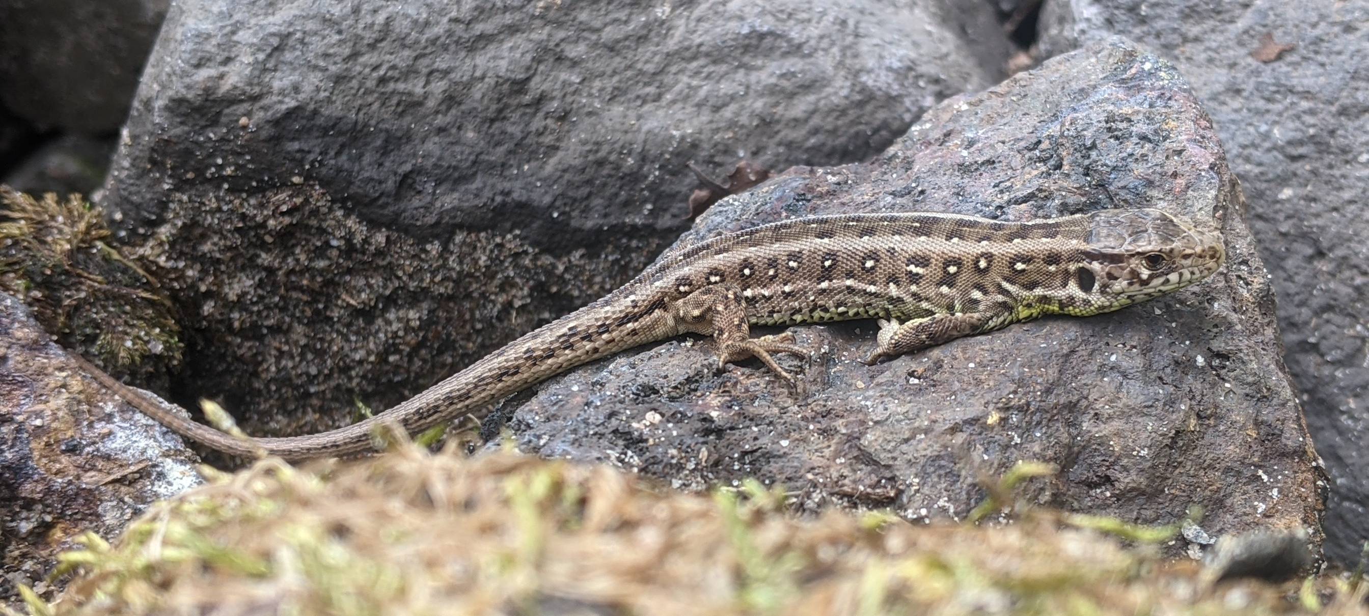 Eine Zauneidechse in Dormagen