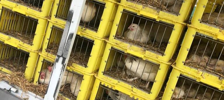 Voll im Trend: ein eigenes Huhn