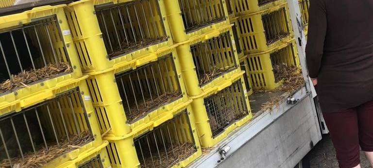 Voll im Trend: ein eigenes Huhn