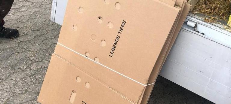 Voll im Trend: ein eigenes Huhn