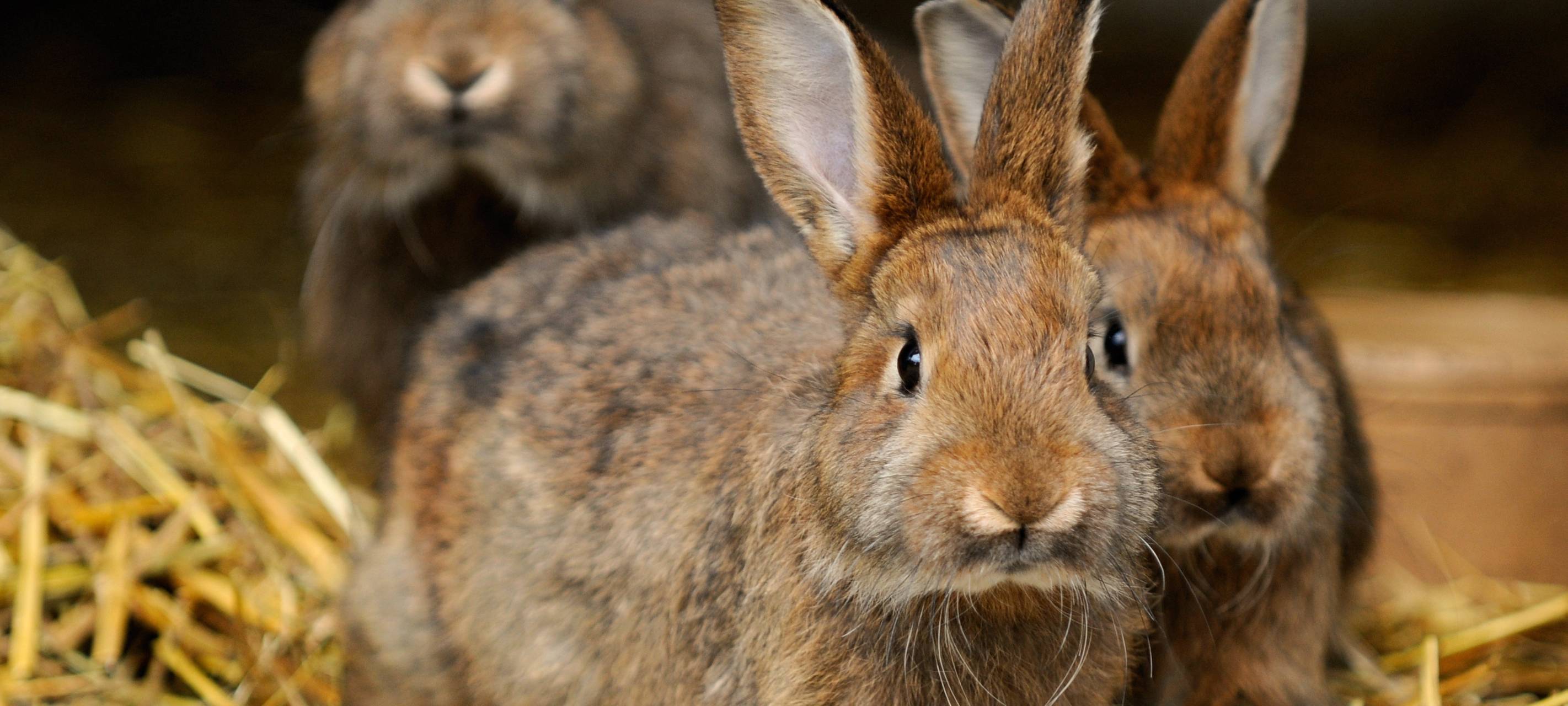 Kaninchen-Pest breitet sich im Rhein-Kreis Neuss aus
