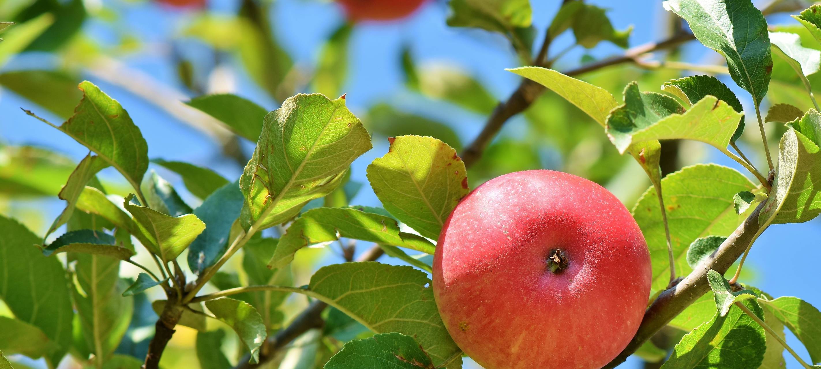 Dormagen startet Förderprogramm "Hausbaum"
