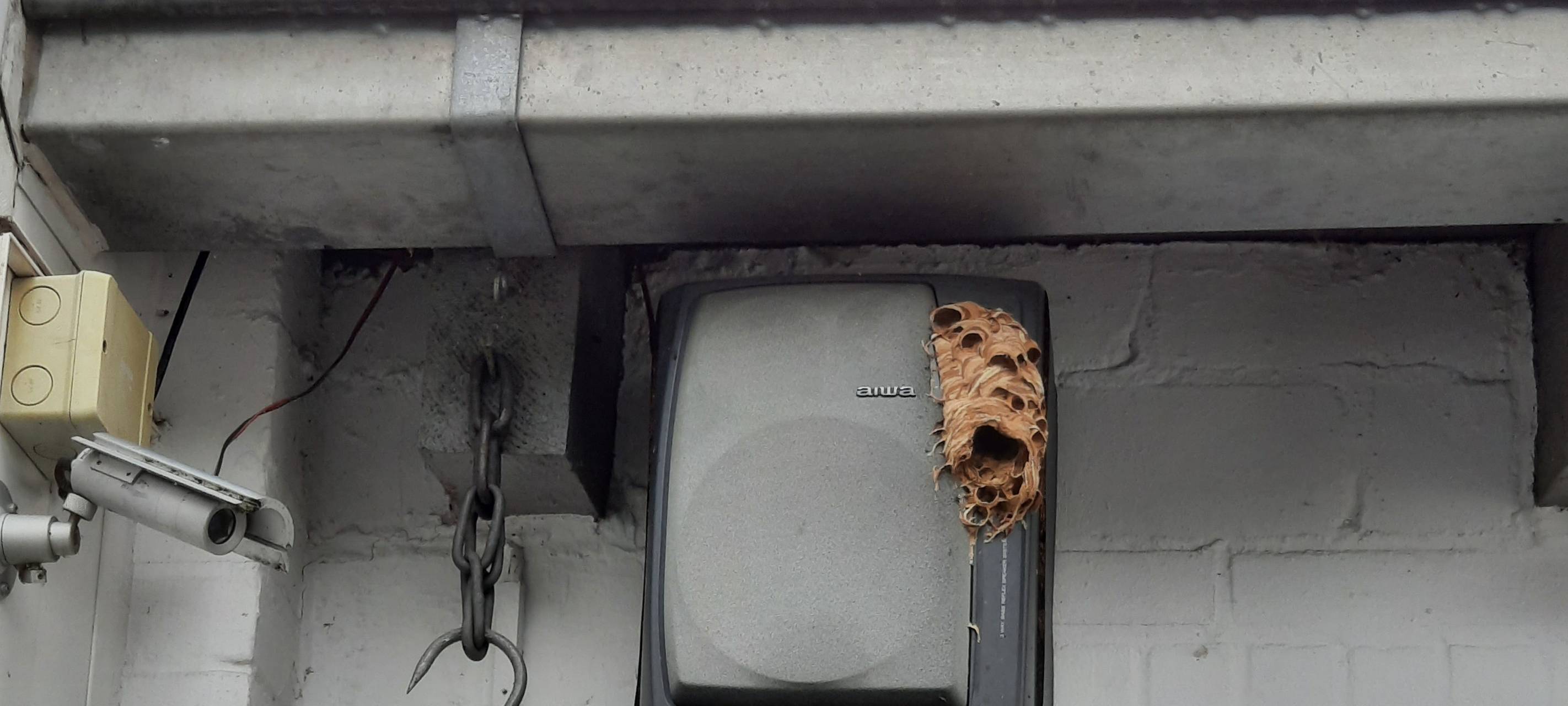 Hornissen als Mitbewohner