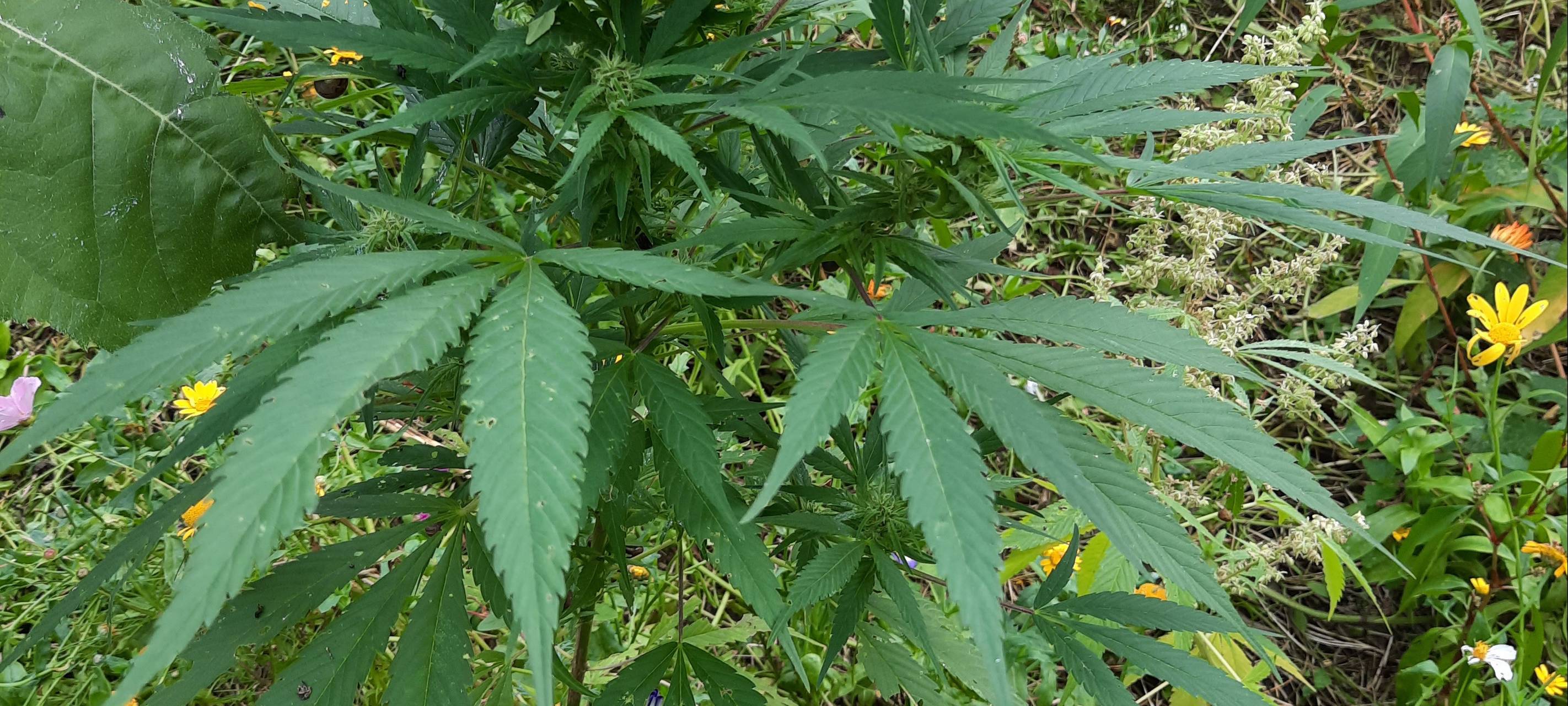 Cannabis-Plantagen in Rommerskirchen gefunden