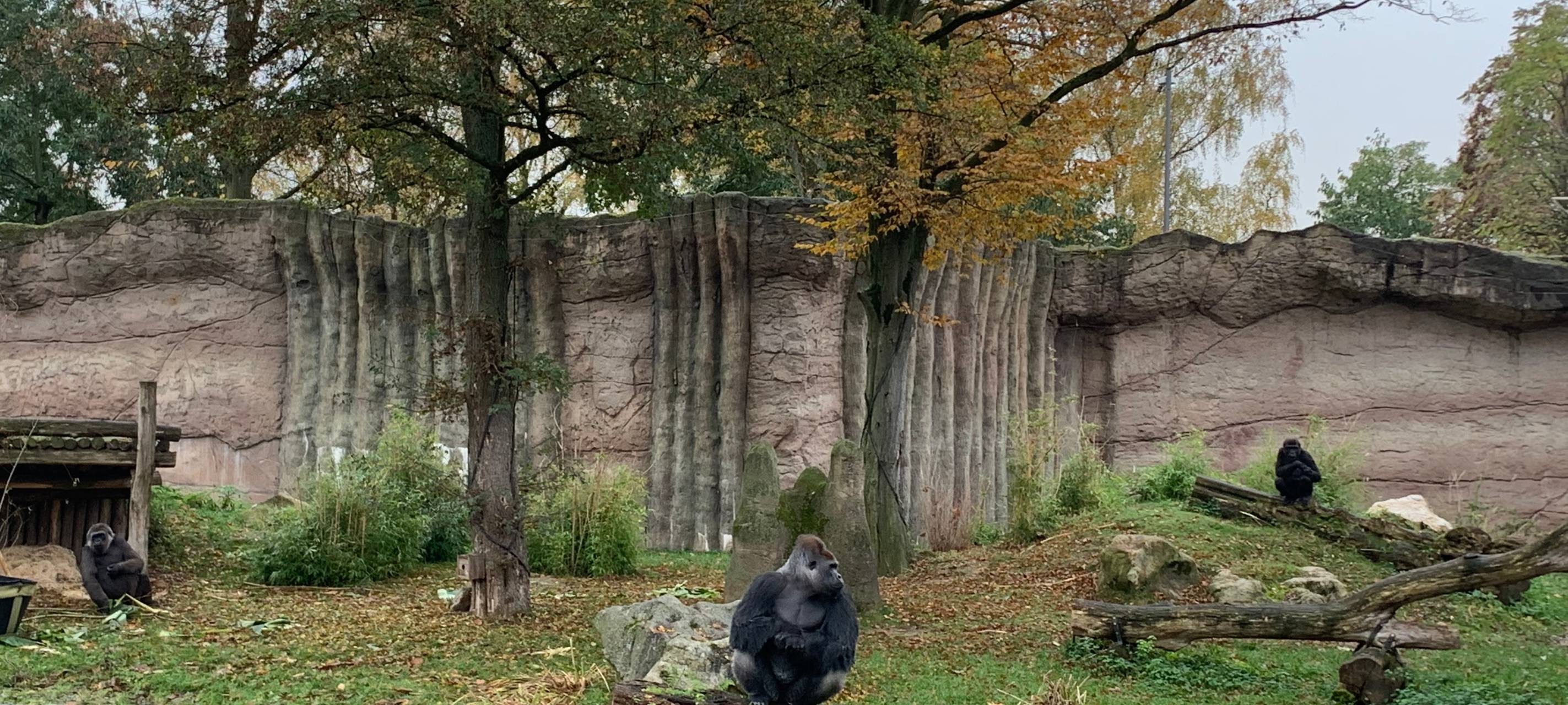 Zoo Krefeld bekommt neuen Affenpark