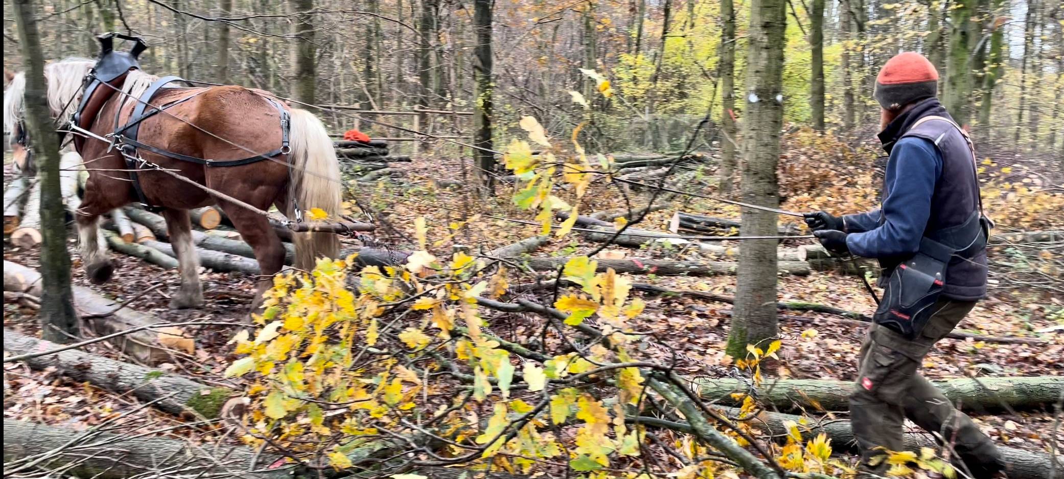Rückepferde in Meerbusch-Lank im Einsatz