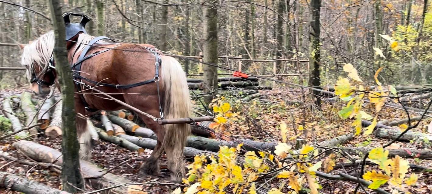 Rückepferde in Meerbusch-Lank im Einsatz