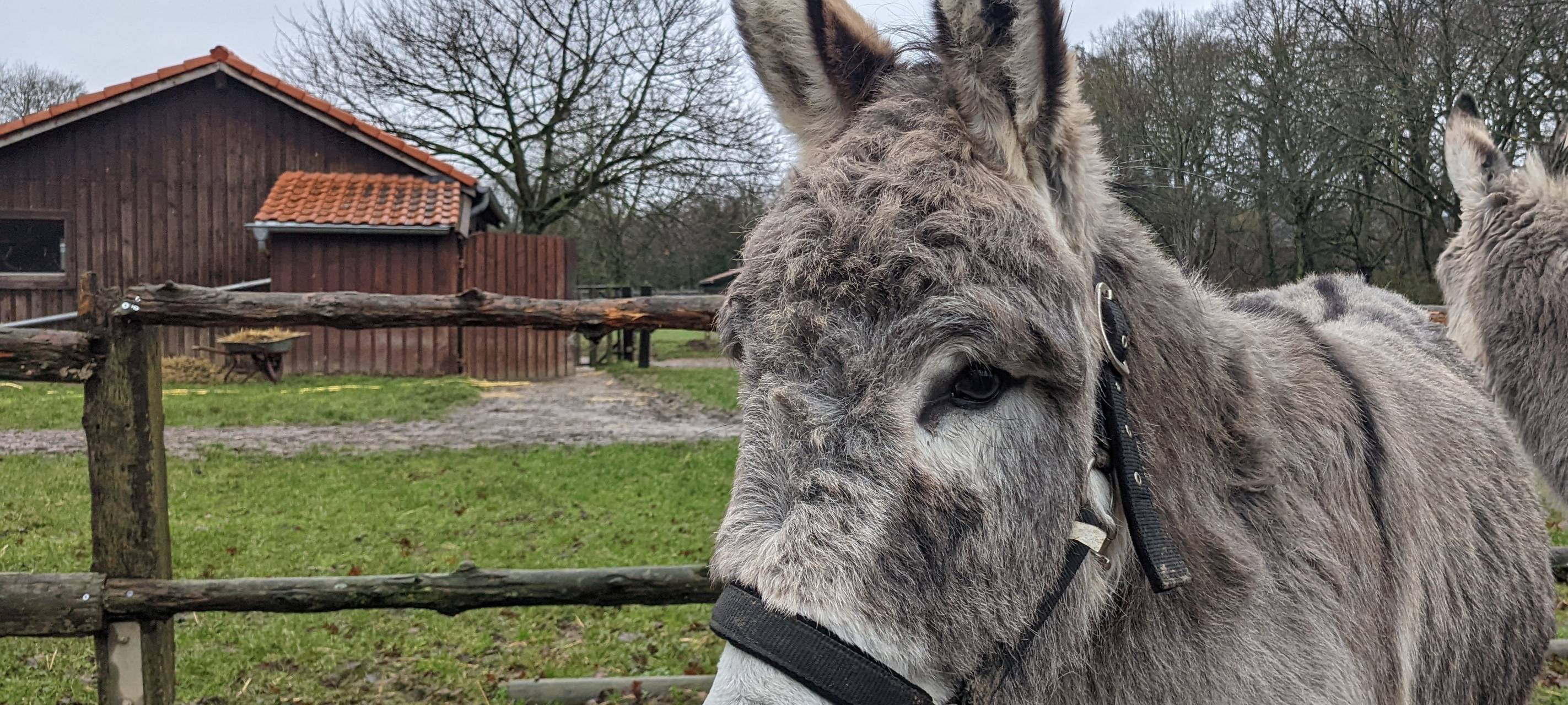 Happy Birthday Nepomuk!