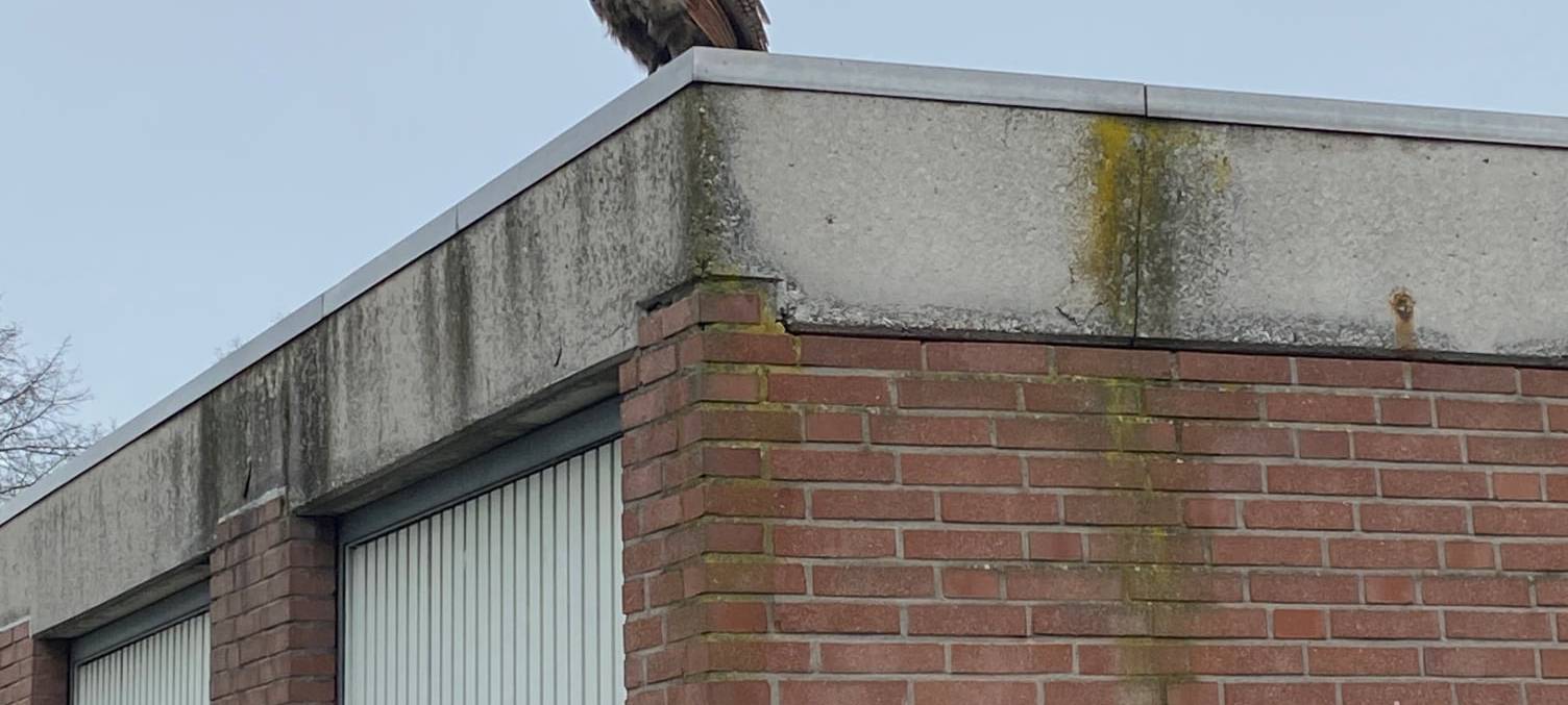 Feuerwehr Grevenbroich liefert sich Fangspiel mit Pfau