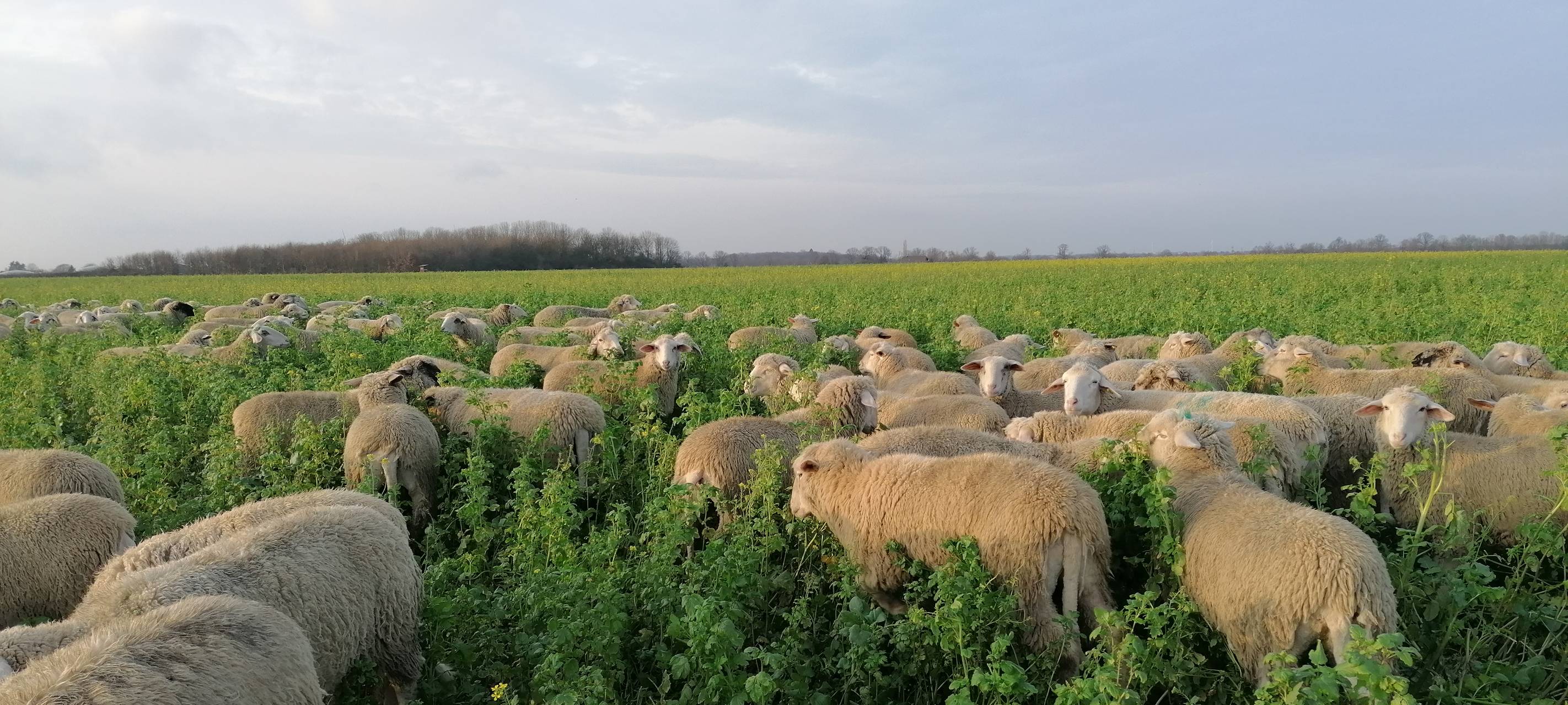 Blauzungenkrankheit erreicht Rhein-Kreis Neuss