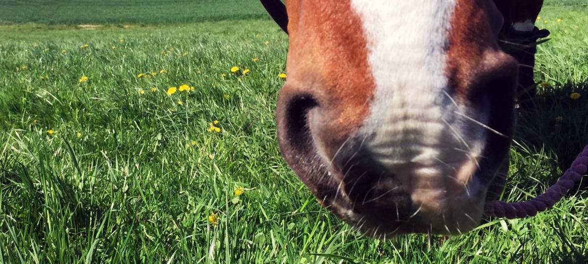 Wildpferde im Rheinischen Revier ausgesetzt