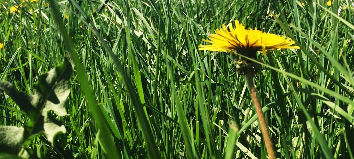 Mäharbeiten rund um Korschenbroicher Gewässer