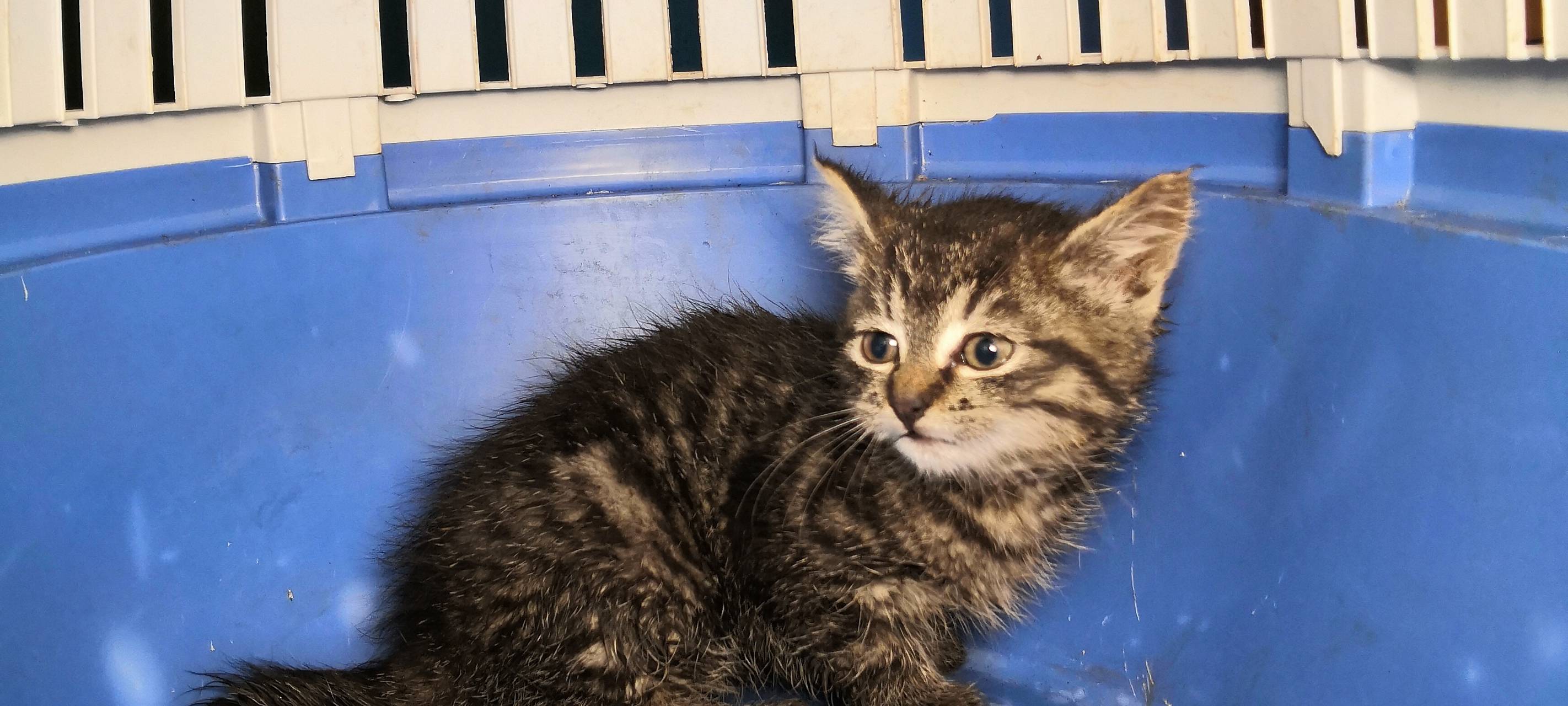 Katzenbaby in Grevenbroich nach 5 Stunden aus Rohr gerettet