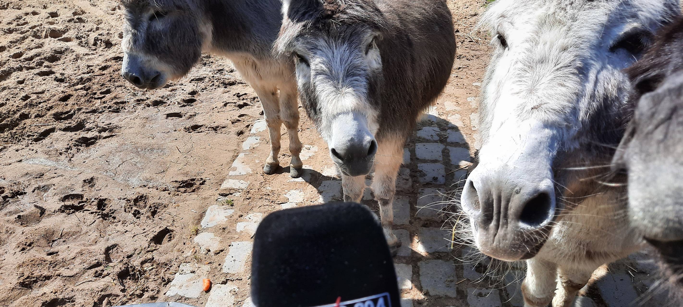 Esel sind die Haustiere des Jahres 2022