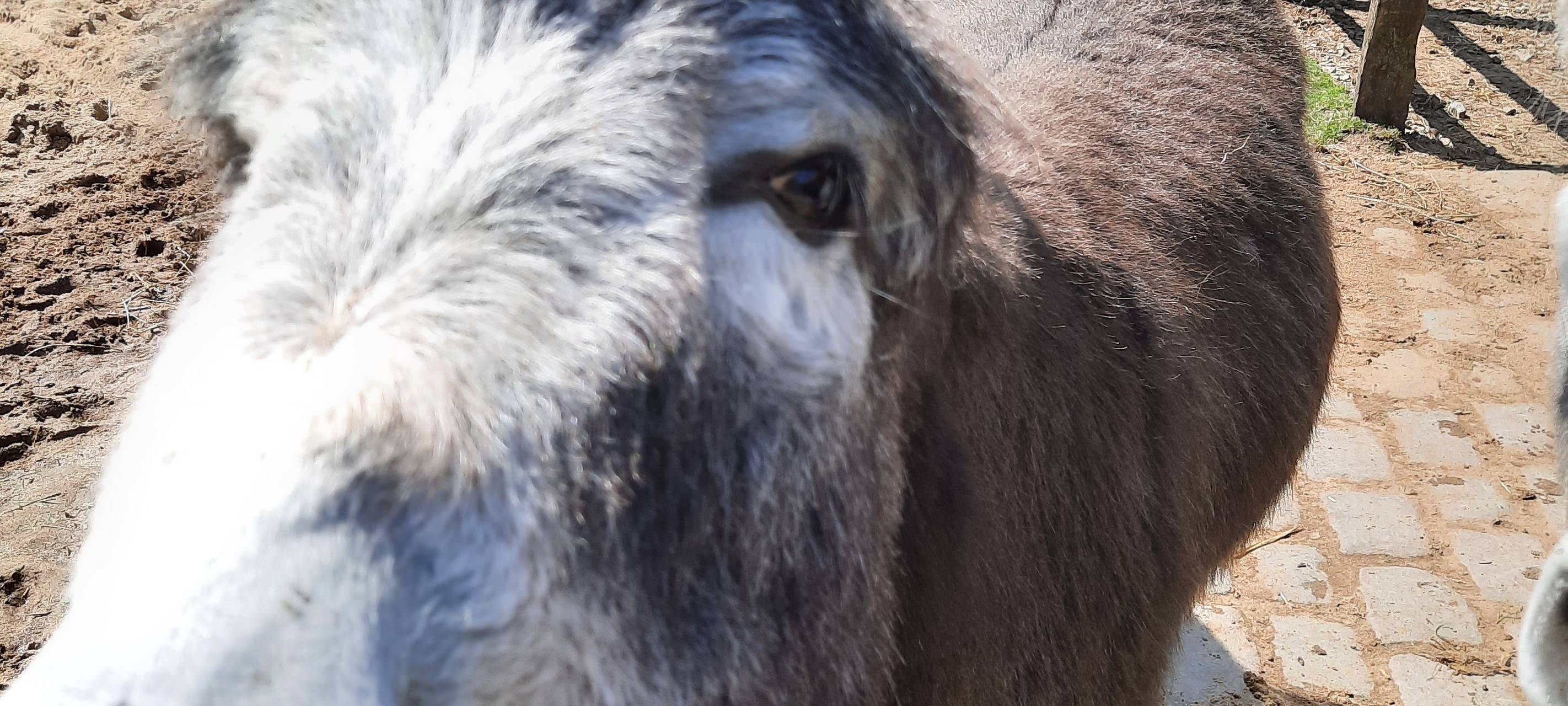 Esel sind die Haustiere des Jahres 2022