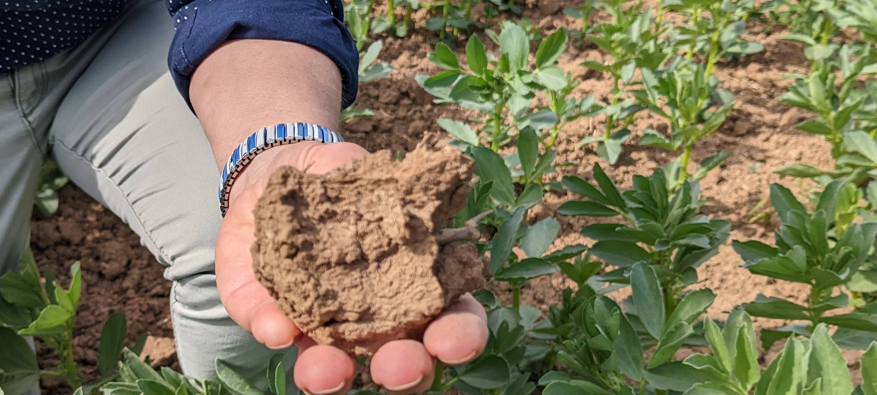 Zukunft des Weizenanbaus im Rhein-Kreis Neuss