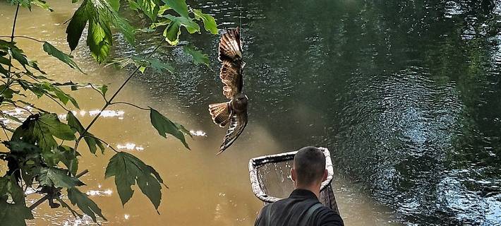 Neusser Feuerwehr befreit Greifvogel aus Angelschnur