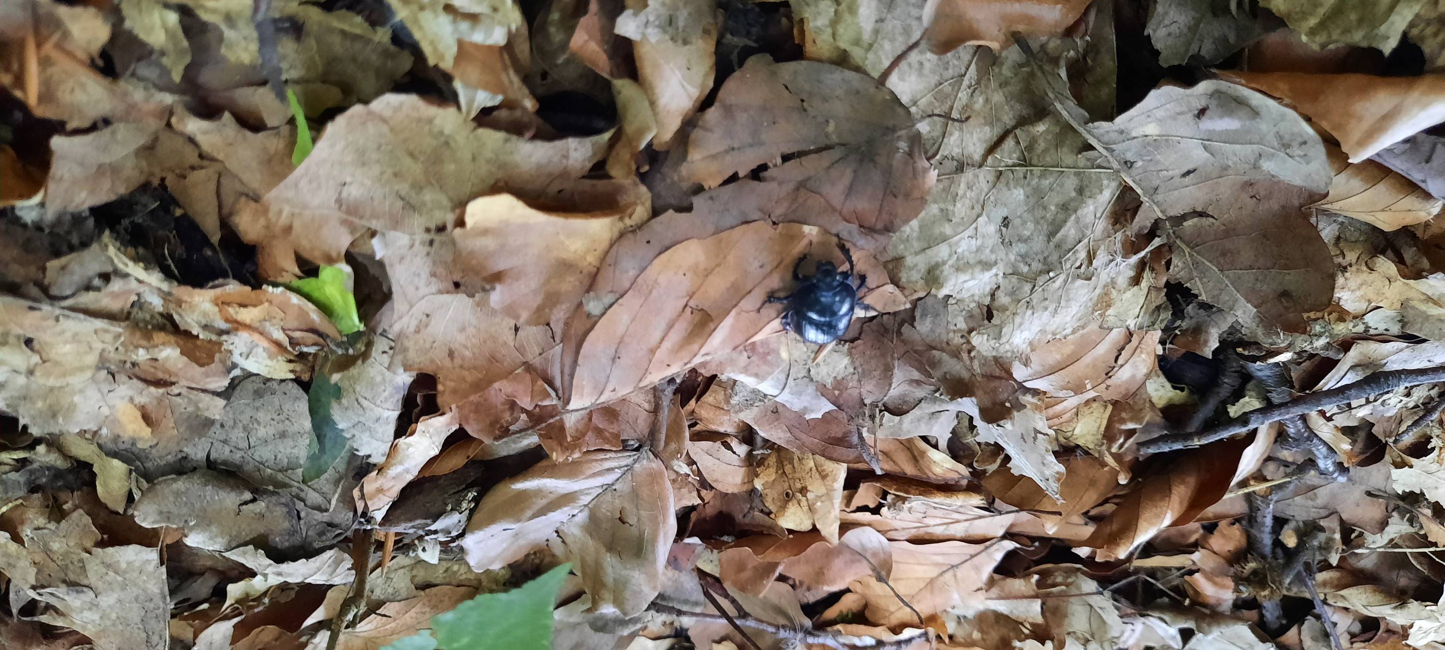 Korschenbroicherin bietet "Waldbaden" an