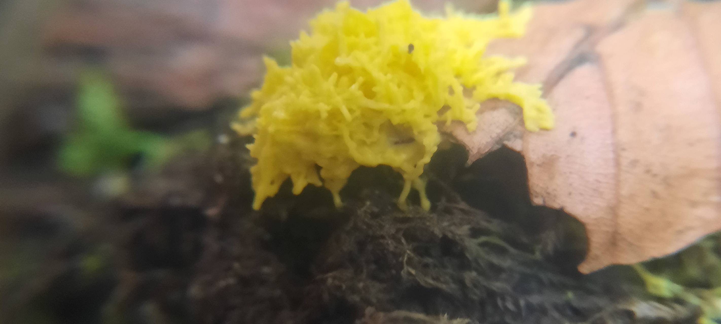 Korschenbroicherin bietet "Waldbaden" an