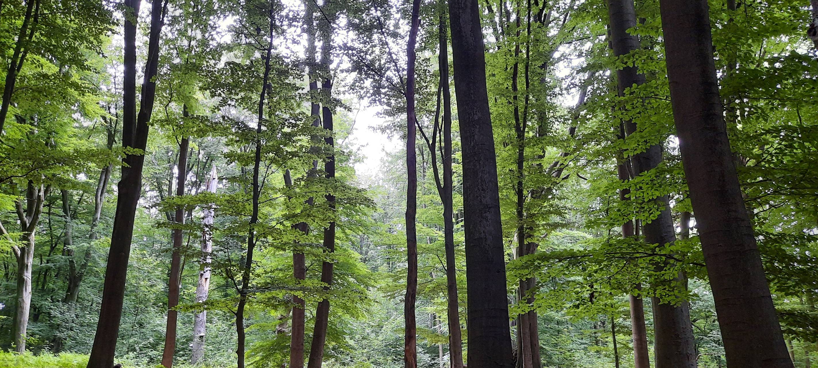 Waldarbeiten in Korschenbroich