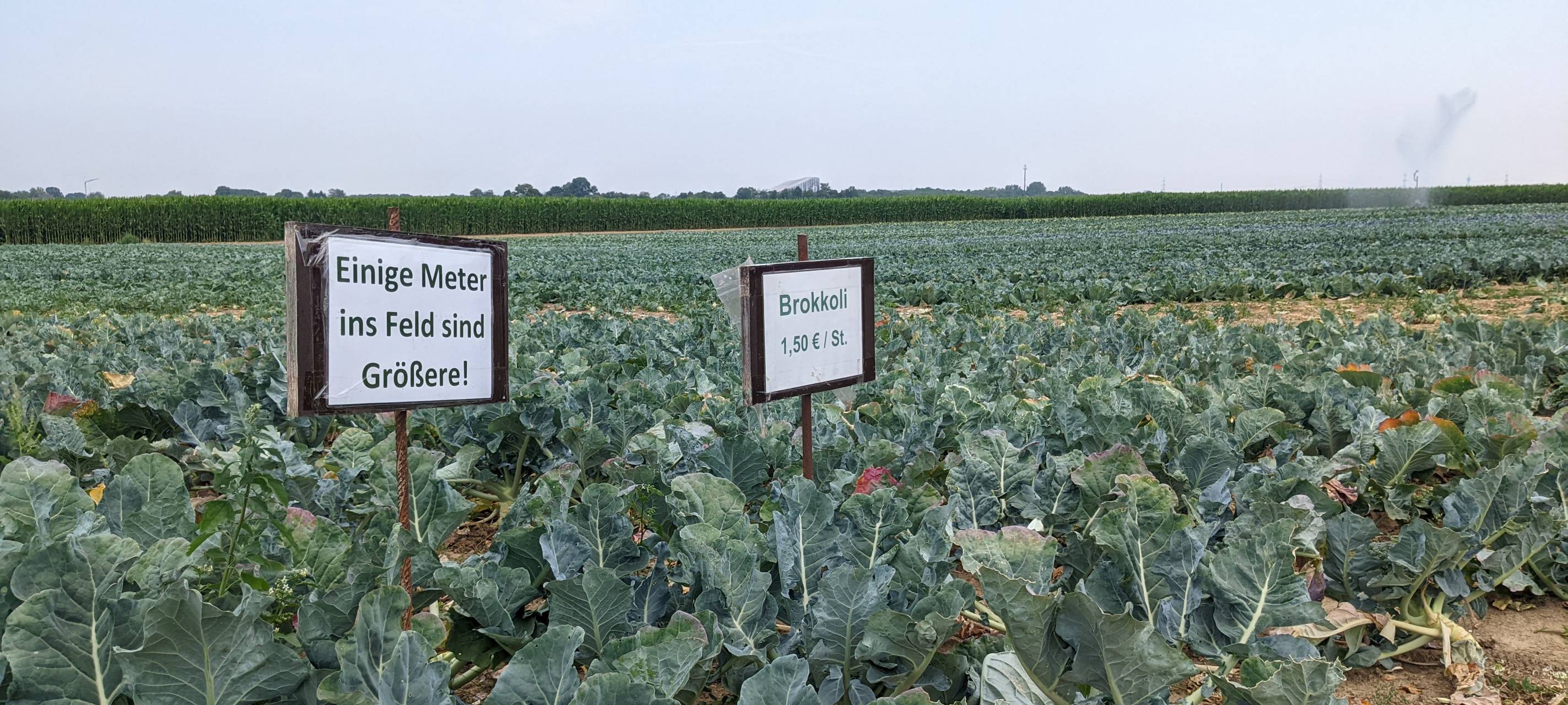 Selbsterntefelder in Grevenbroich und Dormagen sind gefragt