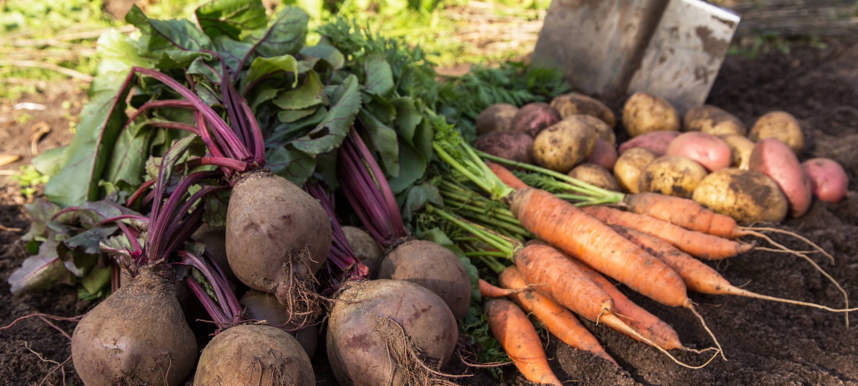 Probleme bei Mais-, Zuckerrüben- und Kartoffelernte im Kreis