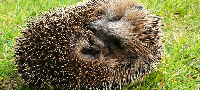 Meerbuscher Grüne wollen Nachtfahrverbot für Mähroboter