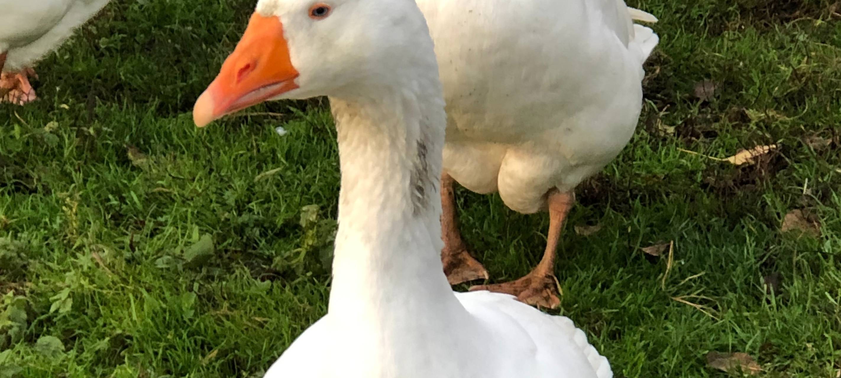 Neuss strebt regionale Lösungen für Gänse-Problem an