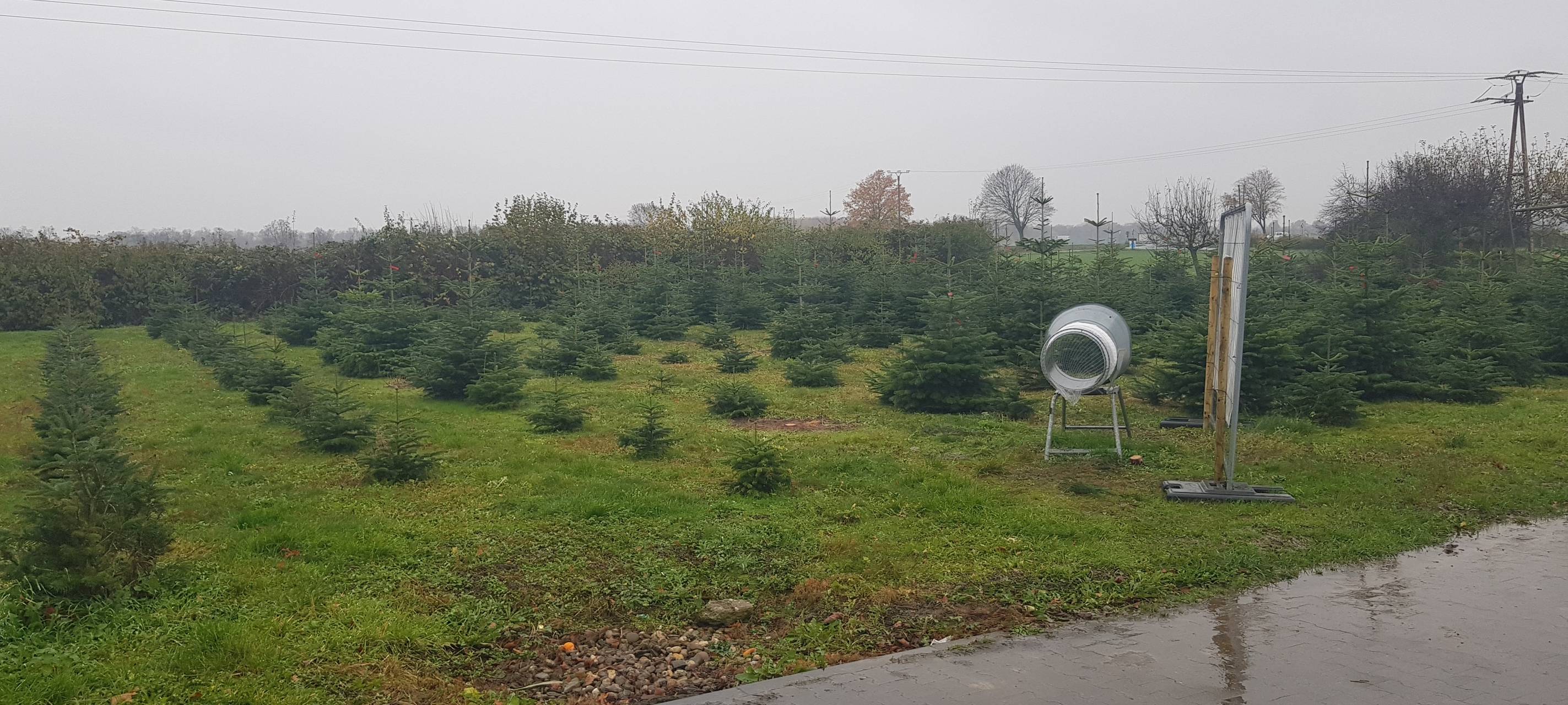 Die Baumschule bei der Gärtnerei Hoevels in Kaarst
