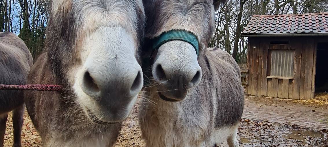 Nepomuk feiert seinen 4. Geburtstag