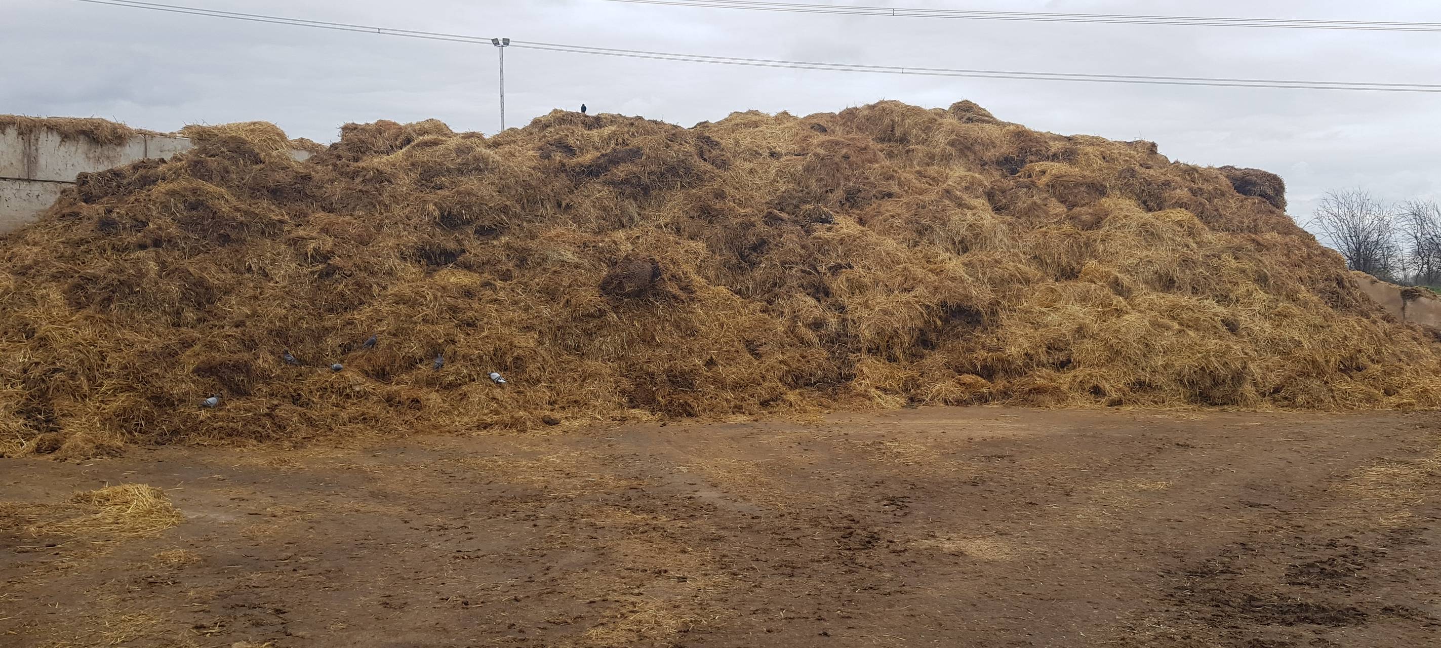 Die Pferdemist-Tankstelle von Neuss Hoisten