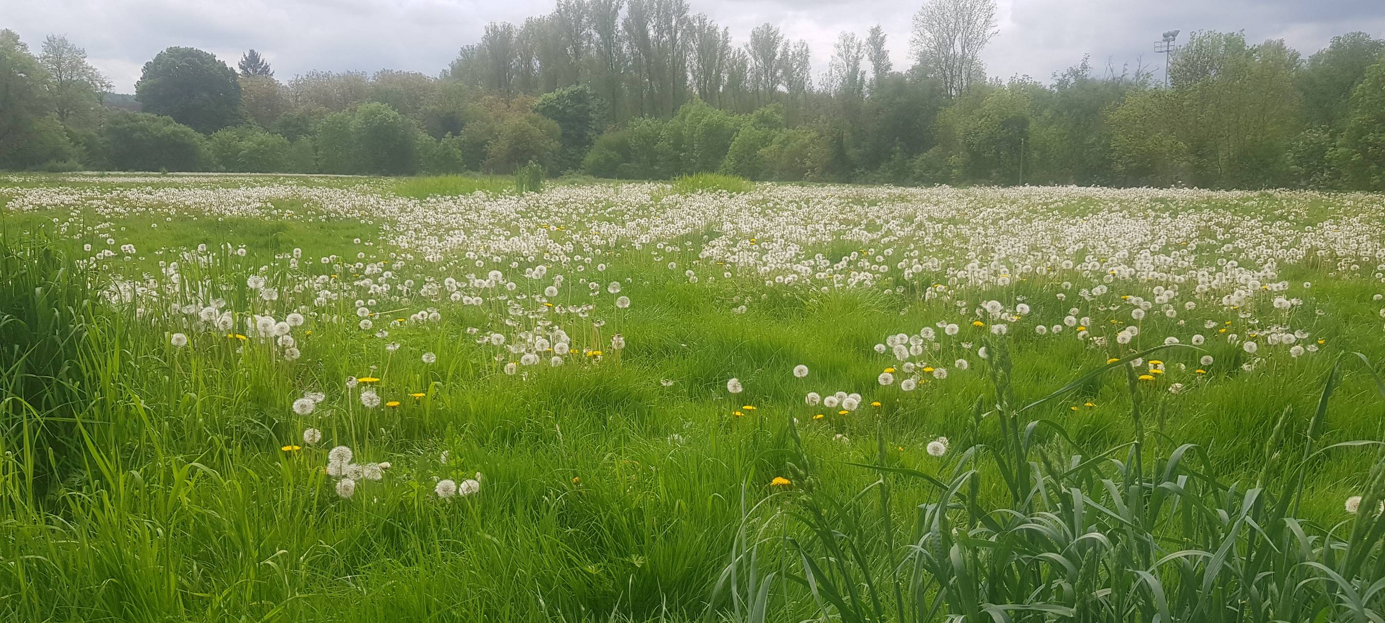 Grevenbroich: Angekündigte Proteste sorgen für Beunruhigung
