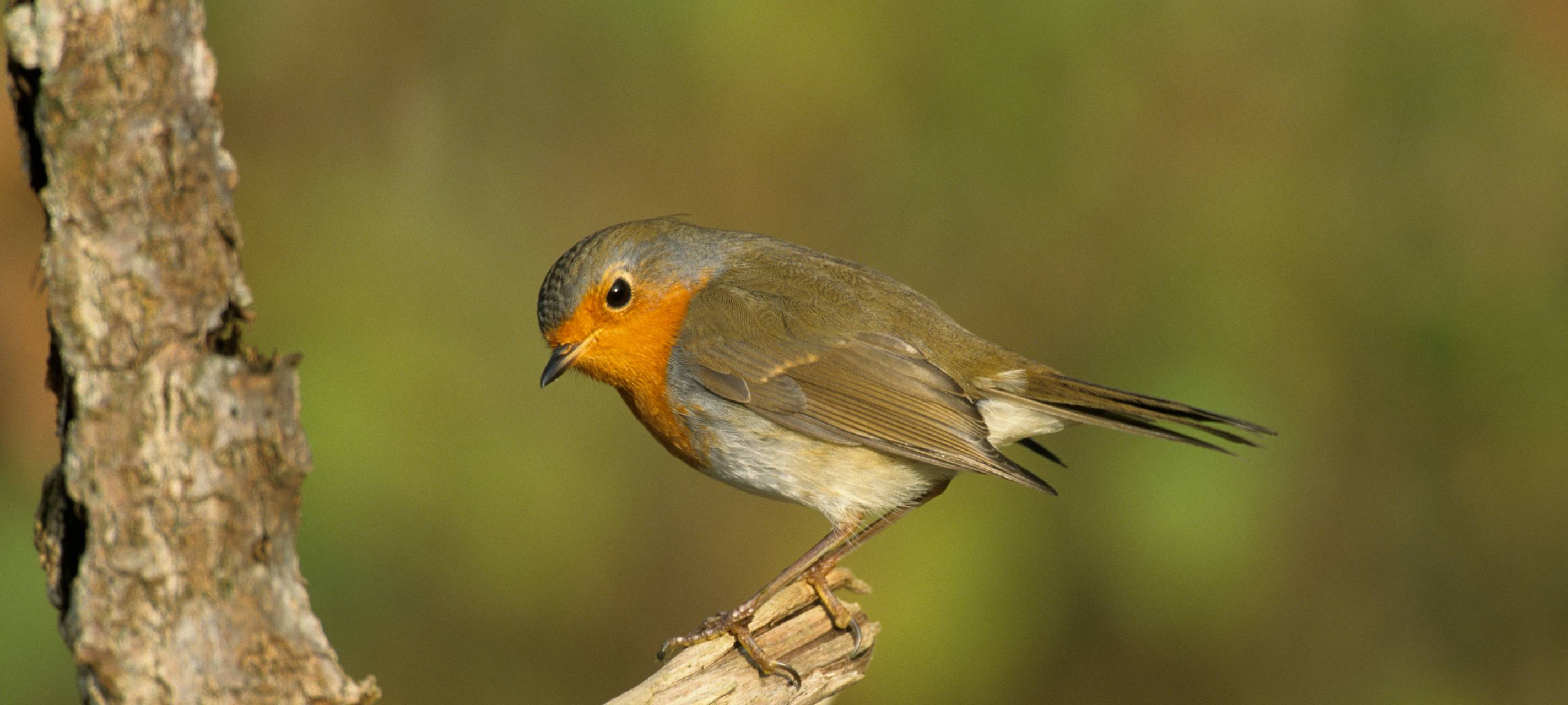 Fünf Tipps für mehr Artenvielfalt im eigenen Garten