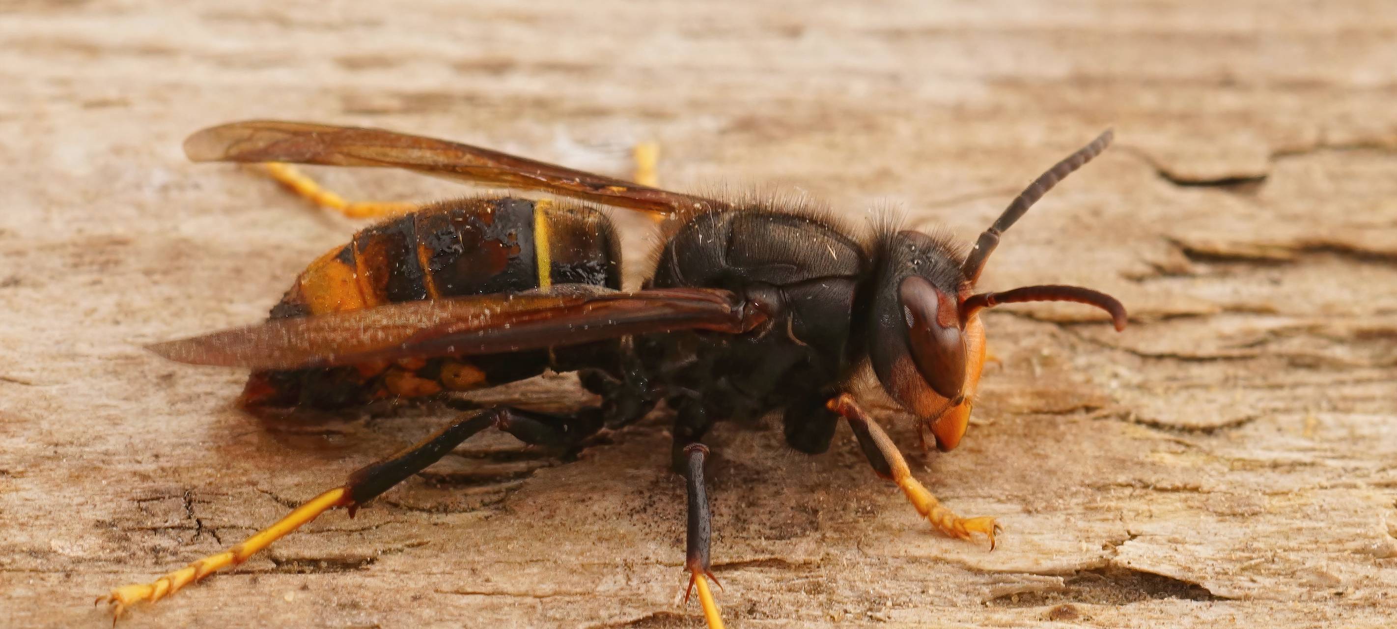 Bekämpfung der Asiatischen Hornisse in Rhein-Kreis Neuss
