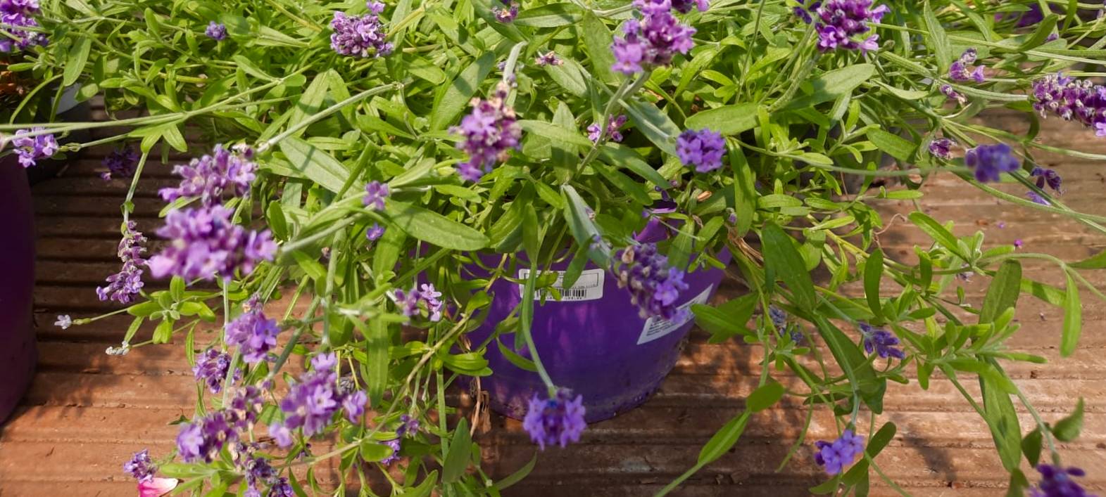 Frühlingsfeste am Wochenende in Neuss und Dormagen