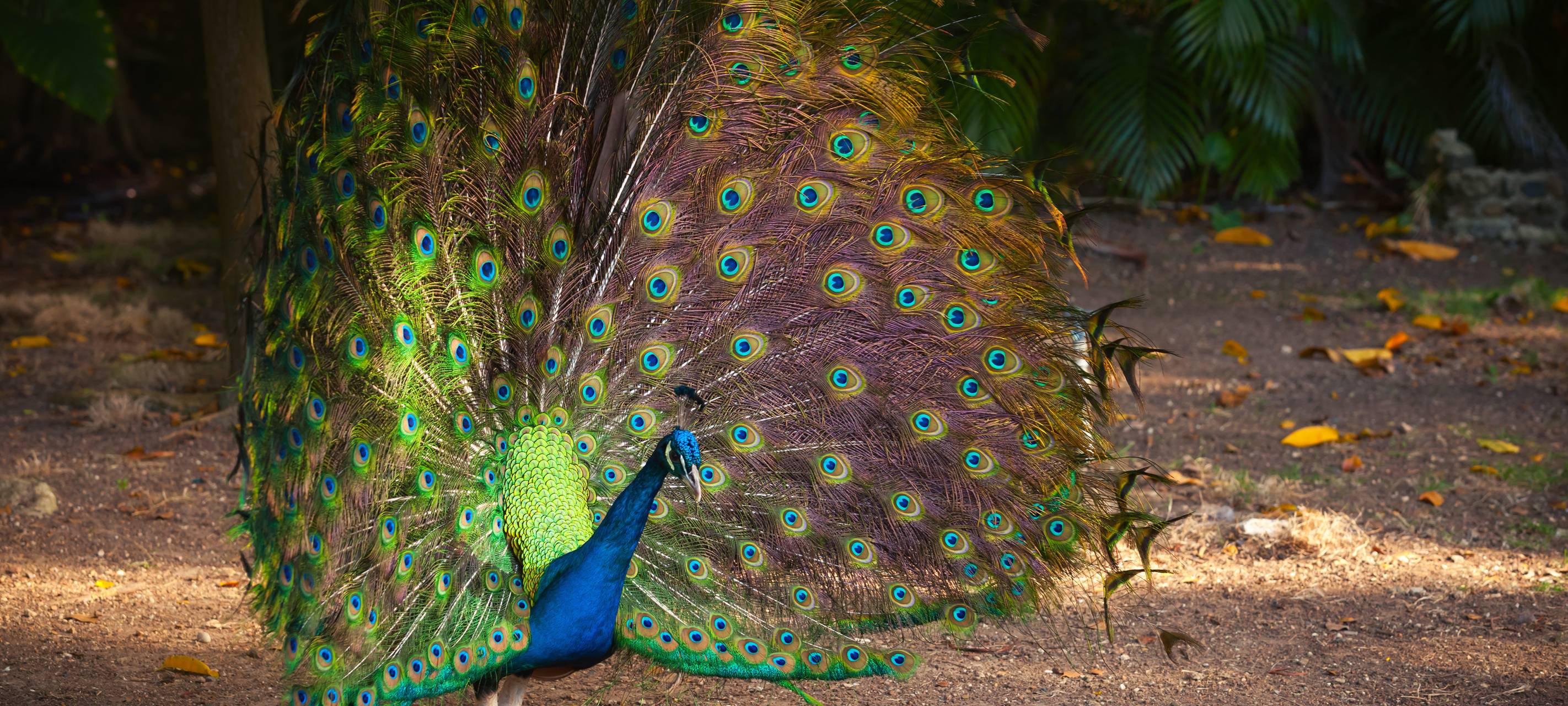Kita Pfauenland in Rommerskirchen eröffnet