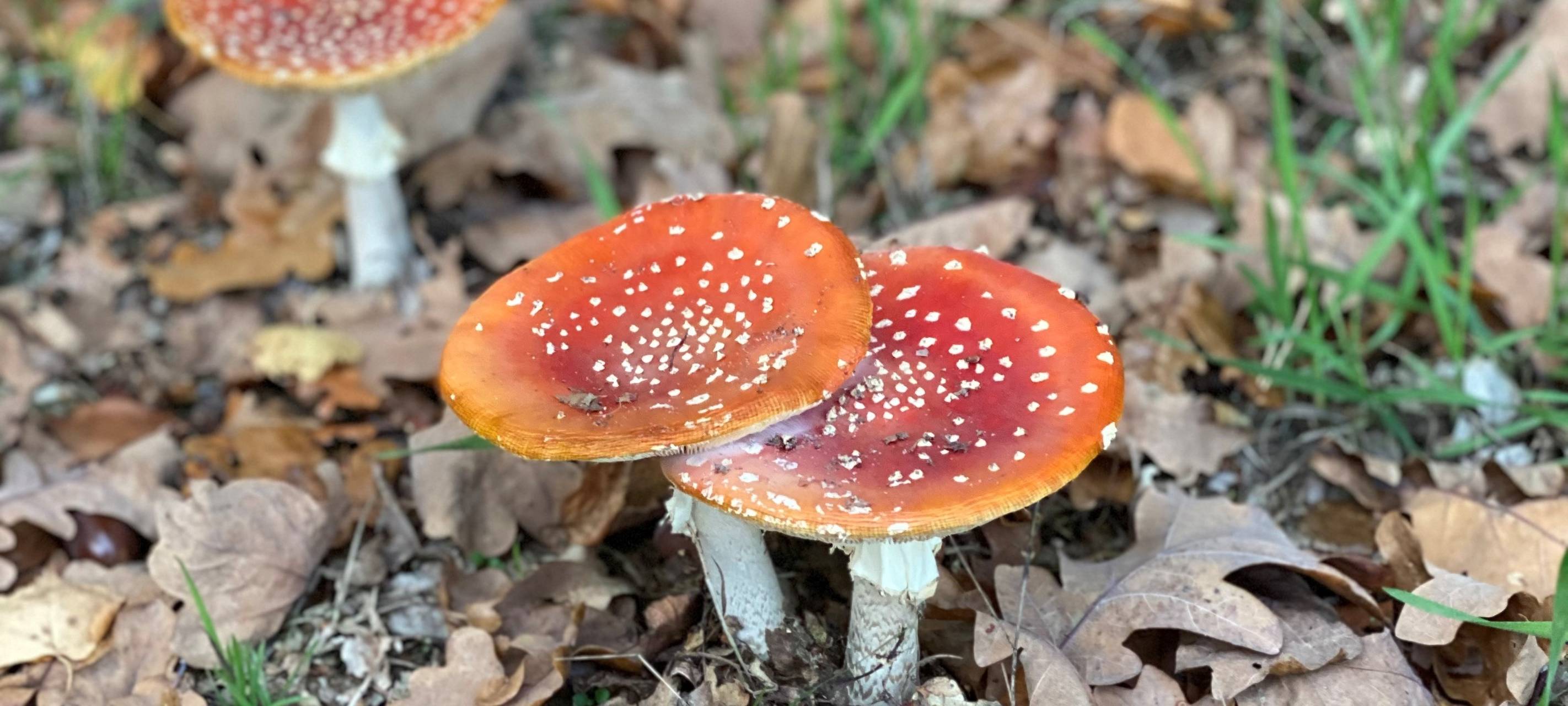 Pilze sammeln - Nützliche Infos