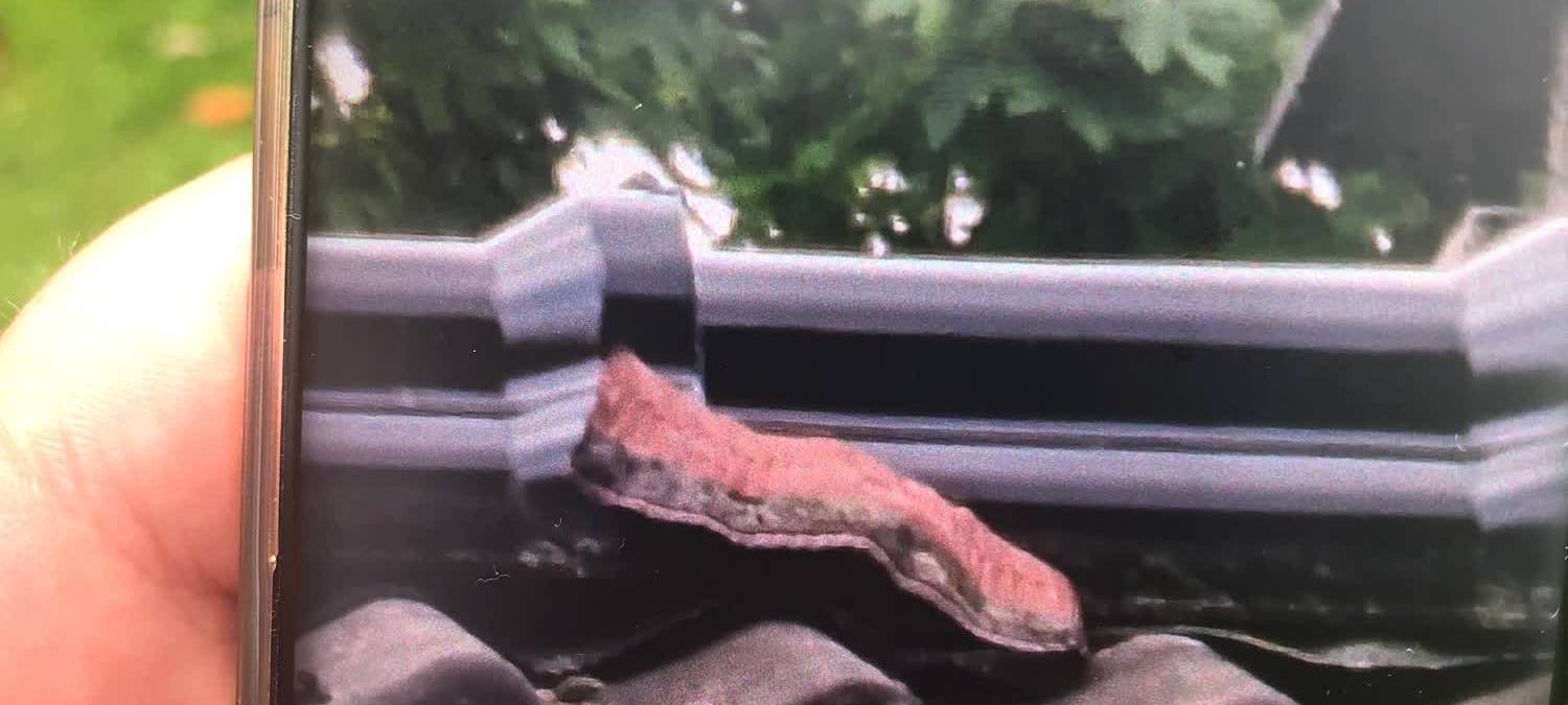 Riesenschlange löst Polizeieinsatz in Neuss aus