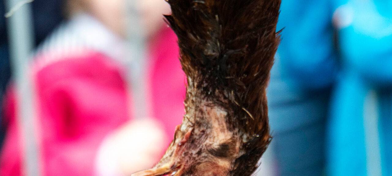 Ende für "Hahneköppen" im Rhein-Kreis Neuss