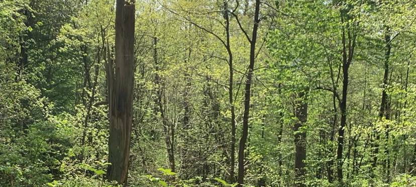 Rhein-Kreis Neuss ist besser auf Waldbrände vorbereitet