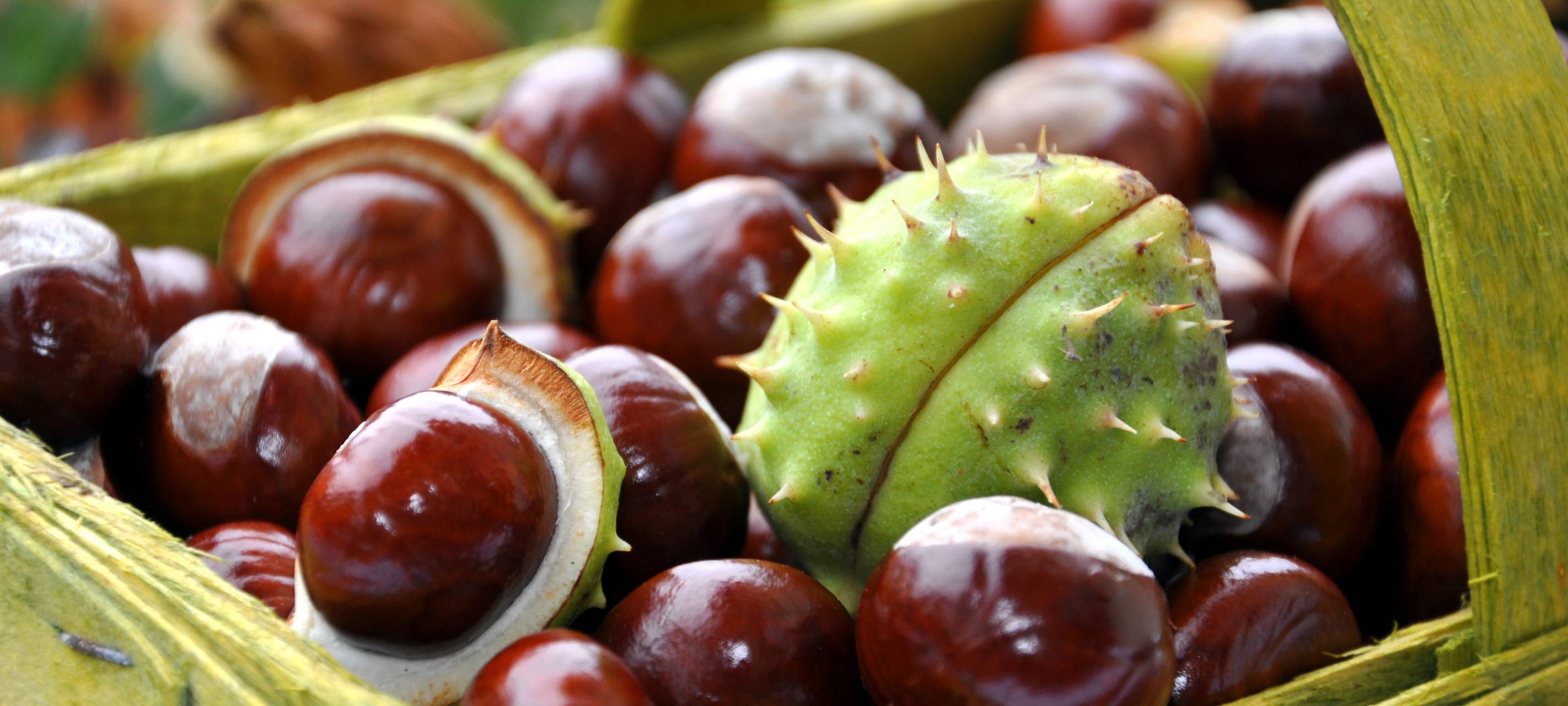 Kastanien: Heimliche Alleskönner