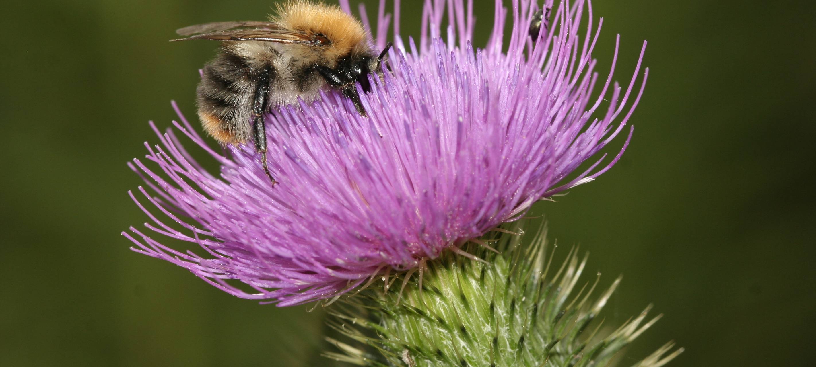 Hummeln wehren Angriffe Asiatischer Hornissen erfolgreich ab