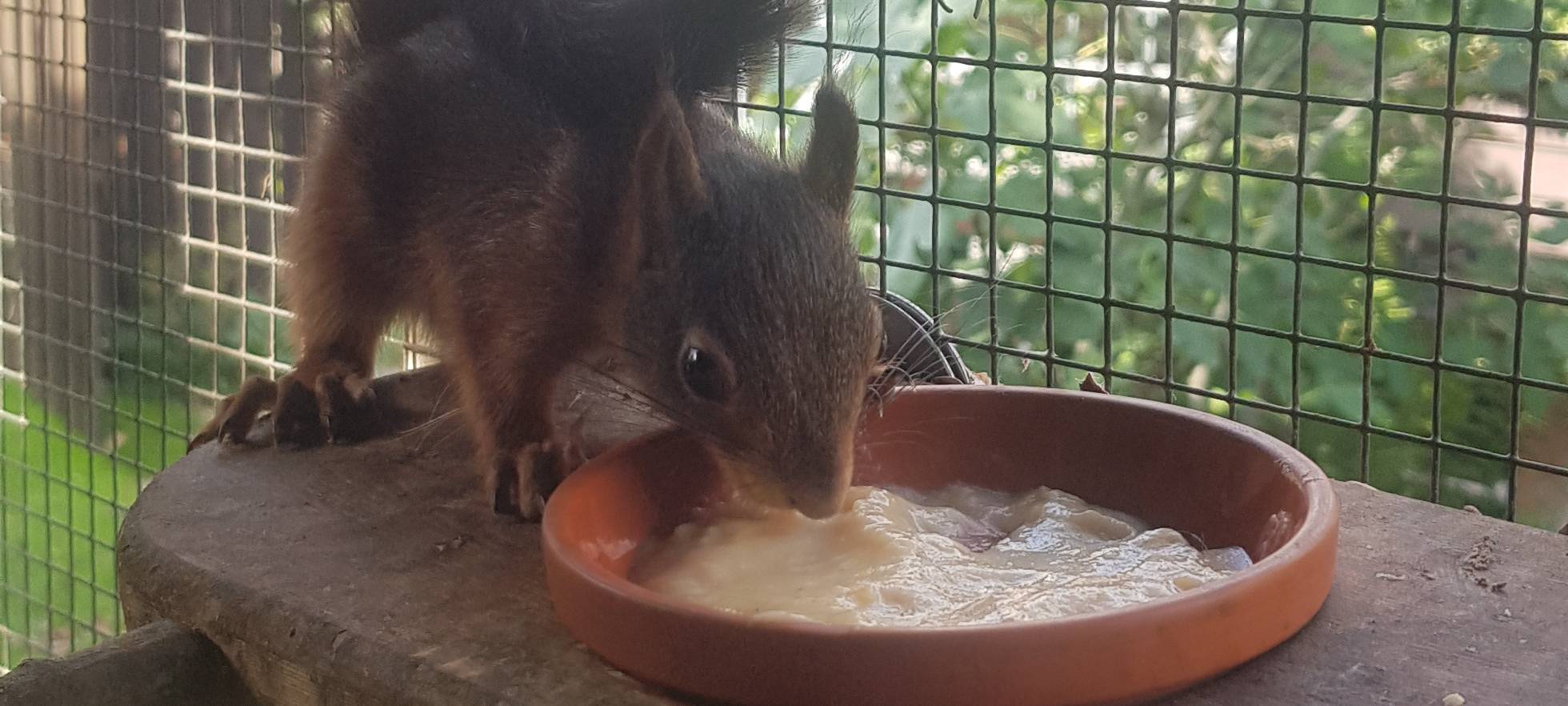 Tierrettung im Herbst: Hilfe im Rhein-Kreis Neuss
