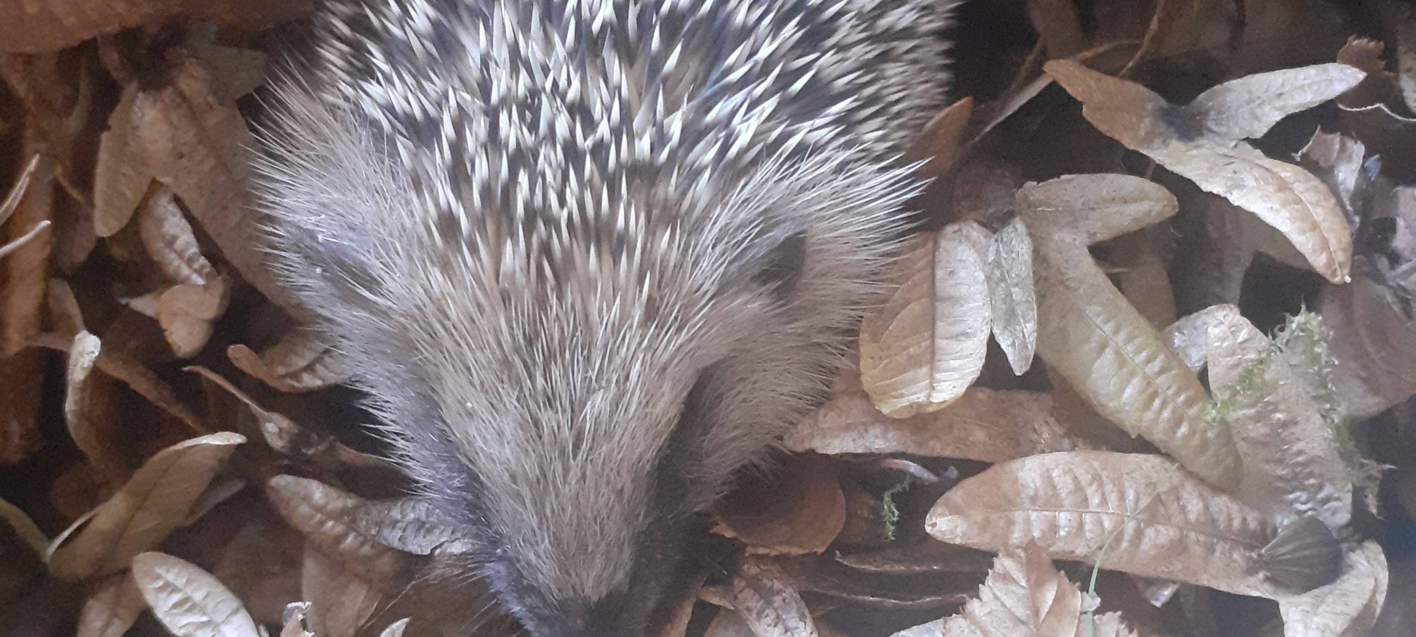 Tierrettung im Herbst: Hilfe im Rhein-Kreis Neuss