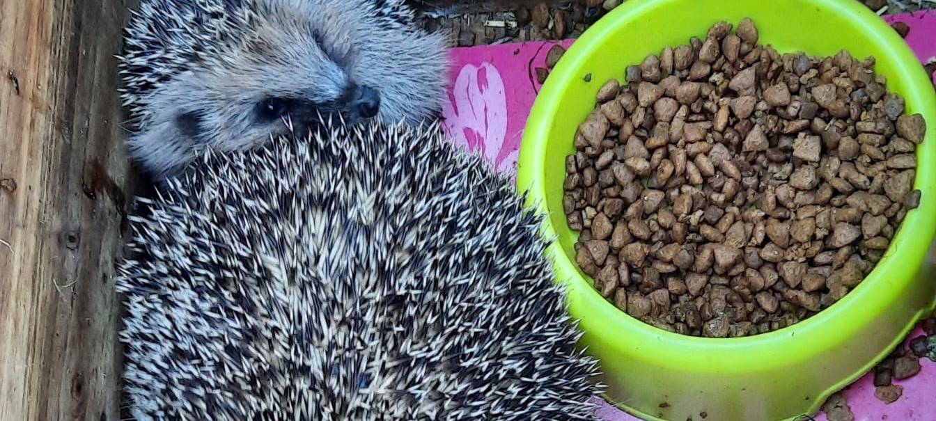 Tierrettung im Herbst: Hilfe im Rhein-Kreis Neuss